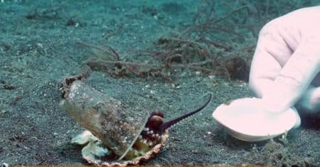 Un petit poulpe vivant dans un gobelet en plastique fait le buzz
