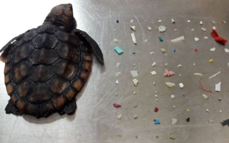 Cette tortue a ingéré 104 morceaux de plastique avant de mourir