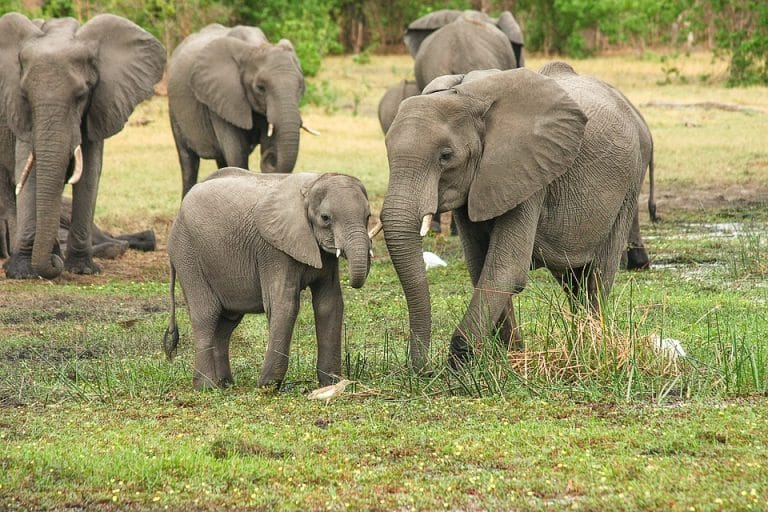 55 éléphants meurent de faim au Zimbabwe