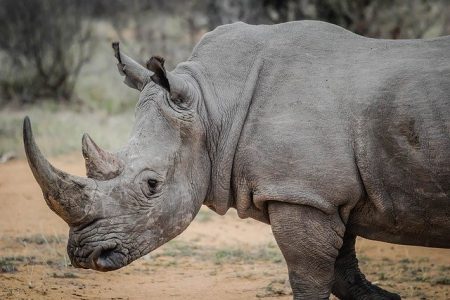 La doyenne des rhinocéros blancs en captivité est décédée