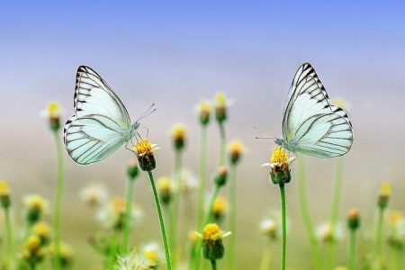 Les insectes disparaissent plus vite que prévu
