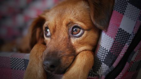 Aux Etats-Unis, la maltraitance animale est passible de 7 ans de prison