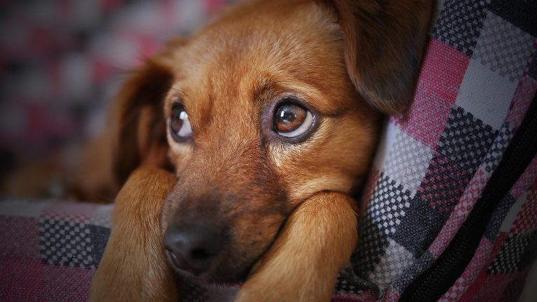 Aux Etats-Unis, la maltraitance animale est passible de 7 ans de prison