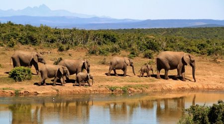 Les éléphants d’Afrique pourraient disparaître d’ici 20 ans