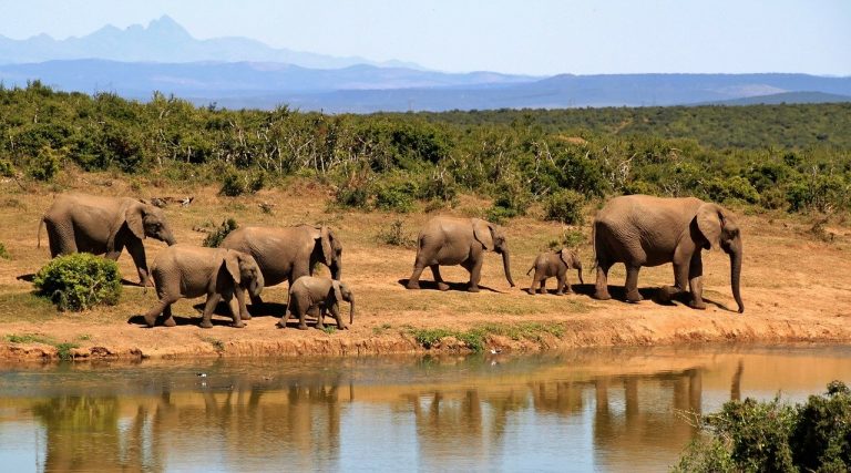 Les éléphants d&rsquo;Afrique pourraient disparaître d&rsquo;ici 20 ans