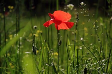 Les arbres en fleurs dans le sud de la France : Pourquoi ?