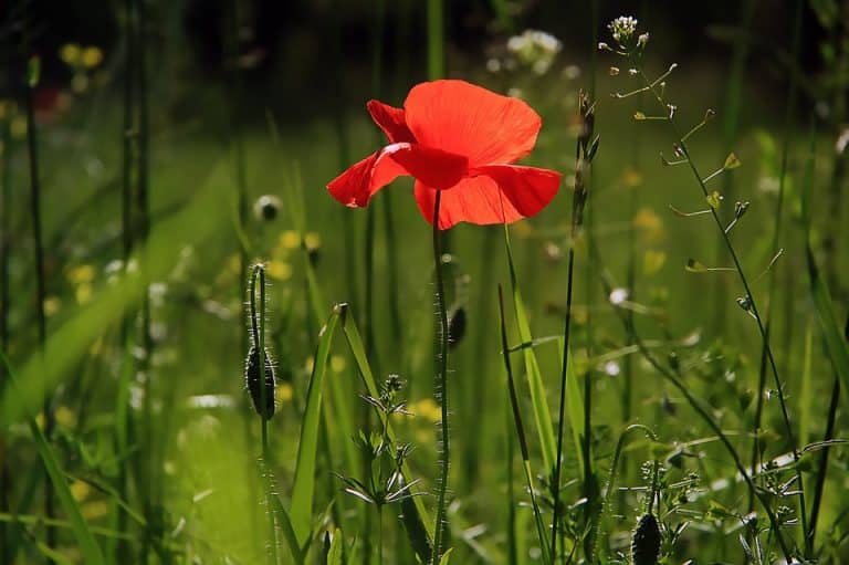 Les arbres en fleurs dans le sud de la France : Pourquoi ?