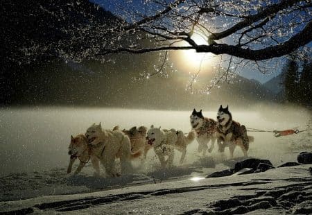 Les huskies sont menacés par le tourisme de masse
