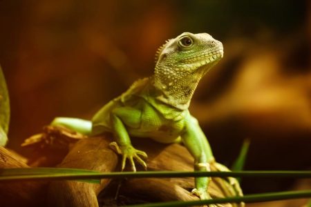 Les lézards menacés par le réchauffement climatique