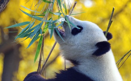 Bei Bei le panda sera bientôt de retour en Chine