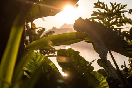 32 % des plantes tropicales d’Afrique sont menacées de disparition