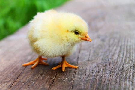 Vers la fin du broyage des poussins mâles ?