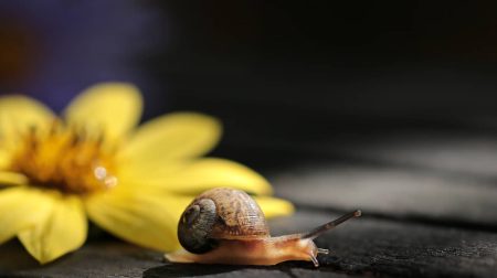 Un escargot ampullaire d’Amérique du Sud menace la biodiversité du Var