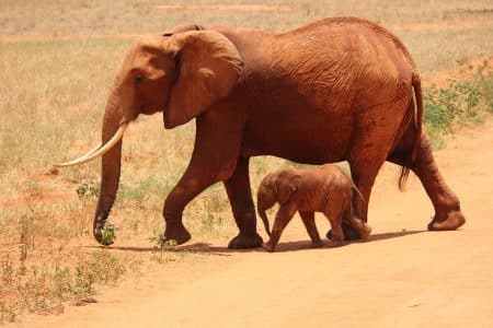 Les promenades à dos d’éléphants interdites à Angkor dès 2020