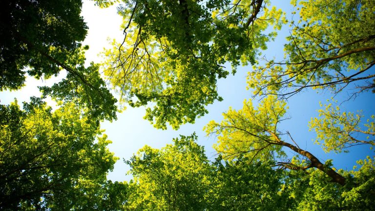20 millions de dollars récoltés par des YouTubeurs pour planter des arbres