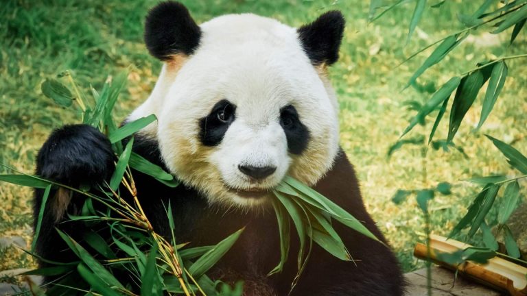 Du haut de ses 9 ans, cette chinoise veut sauver les pandas menacés par le réchauffement climatique