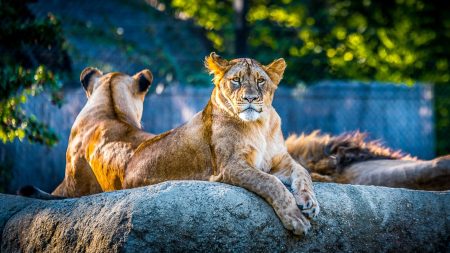 Hugo Clément lance un appel pour racheter un zoo et libérer les animaux Hugo Clément lance un appel pour racheter un zoo et libérer les animaux