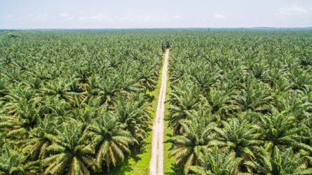 L’Indonésie porte plainte contre l’Union Européenne à cause de l’huile de palme L'Indonésie porte plainte contre l'Union Européenne à cause de l'huile de palme