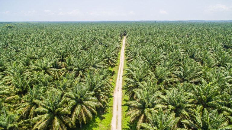 L&rsquo;Indonésie porte plainte contre l&rsquo;Union Européenne à cause de l&rsquo;huile de palme