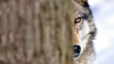 La présence du loup est confirmée en Ariège La présence du loup est confirmée en Ariège