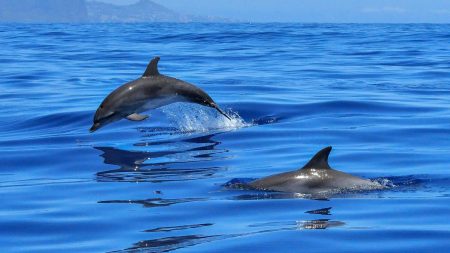 Le nouveau plan du Gouvernement pour sauver les dauphins Le nouveau plan du Gouvernement pour sauver les dauphins