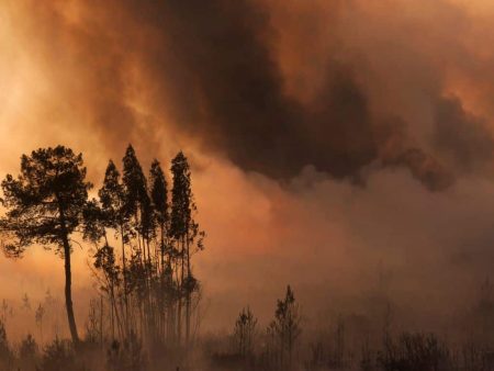 Les feux de forêts ont été extrêmement polluants en 2019