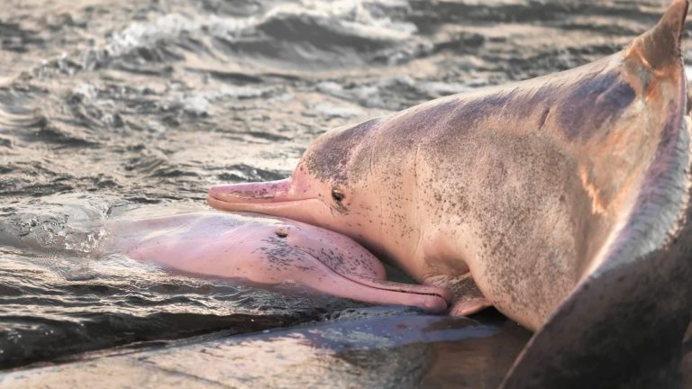 L&rsquo;Île de Ré interdit la pêche au chalut pélagique pour protéger les dauphins