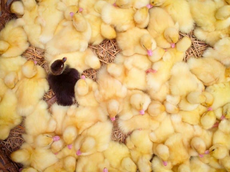 Vidéo L214 : Des canetons encore vivants jetés à la poubelle