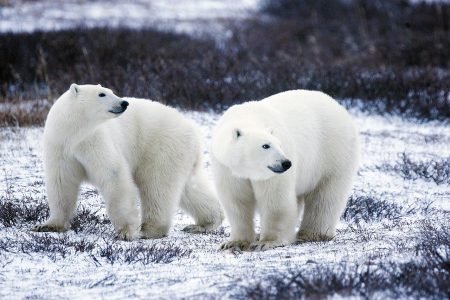 Ces oursons blancs affamés jouent avec du plastique