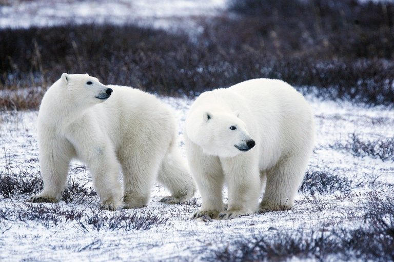 Ces oursons blancs affamés jouent avec du plastique
