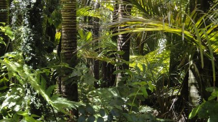 La déforestation de l’Amazonie est plus catastrophique que jamais…