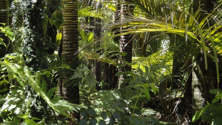 La déforestation de l&rsquo;Amazonie est plus catastrophique que jamais…