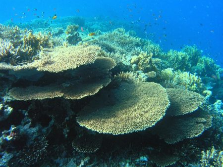La grande barrière de corail souffre terriblement