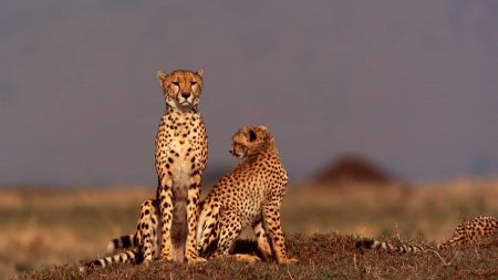 L’Inde introduit des guépards africains à l’état sauvage sur son territoire L'Inde introduit des guépards africains à l'état sauvage sur son territoire