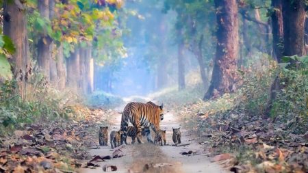 La photo d’une tigresse et de ses cinq petits fait le buzz La photo d'une tigresse et de ses cinq petits fait le buzz
