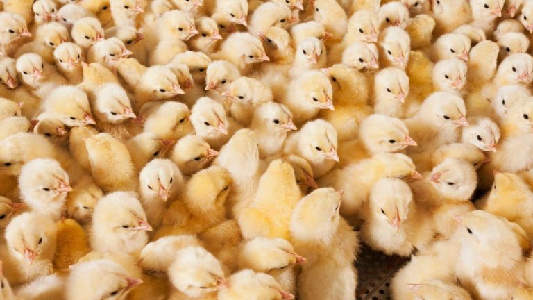 Le ministre de l&rsquo;agriculture annonce plusieurs mesures pour le bien-être des animaux