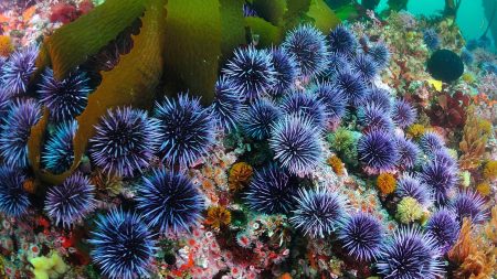 Les oursins de moins en moins nombreux en Méditerranée Les oursins de moins en moins nombreux en Méditerranée