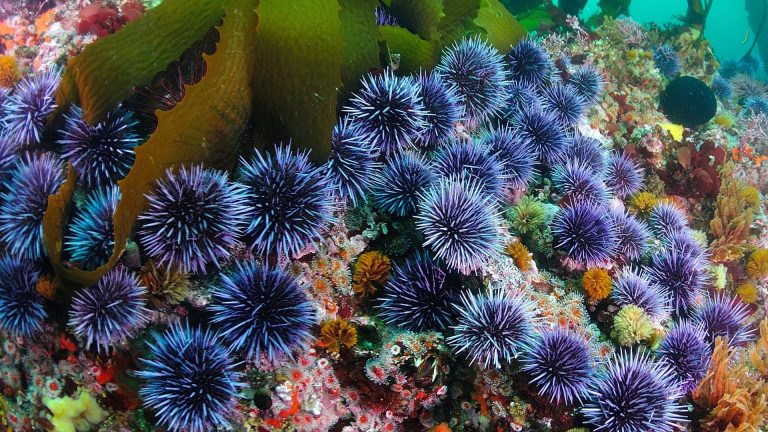 Les oursins de moins en moins nombreux en Méditerranée