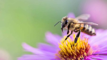 L’Angleterre arrête de tondre les bords des routes pour sauver les abeilles L’Angleterre arrête de tondre les bords des routes pour sauver les abeilles
