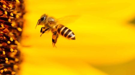 Pourquoi les abeilles sont-elles indispensables à la vie sur Terre ? Pourquoi les abeilles sont-elles indispensables à la vie sur Terre ?