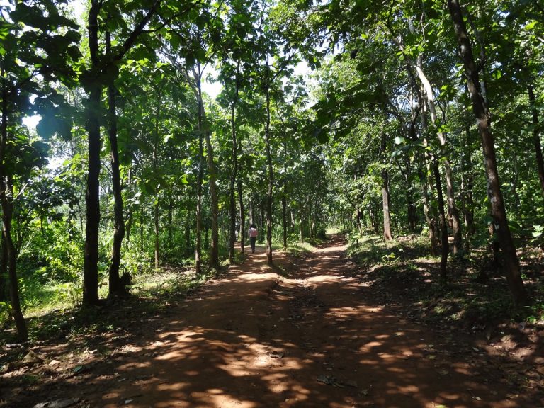Contre l&rsquo;avancée du désert, en Inde on veut planter 125 millions d&rsquo;arbres