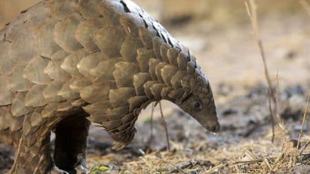 900.000 pangolins vendus illégalement en moins de 20 ans 900.000 pangolins vendus illégalement