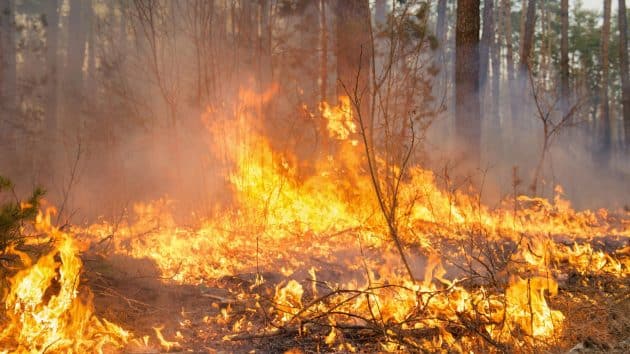 Australie : des sanctions pour éviter les risques d’incendie en forêt Australie _ des sanctions pour éviter les risques d’incendie en forêt
