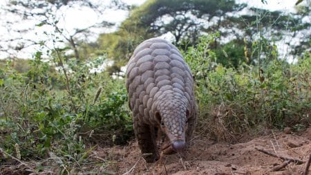 Le Coronavirus sauvera-t-il le pangolin ? Le Coronavirus sauvera-t-il le pangolin