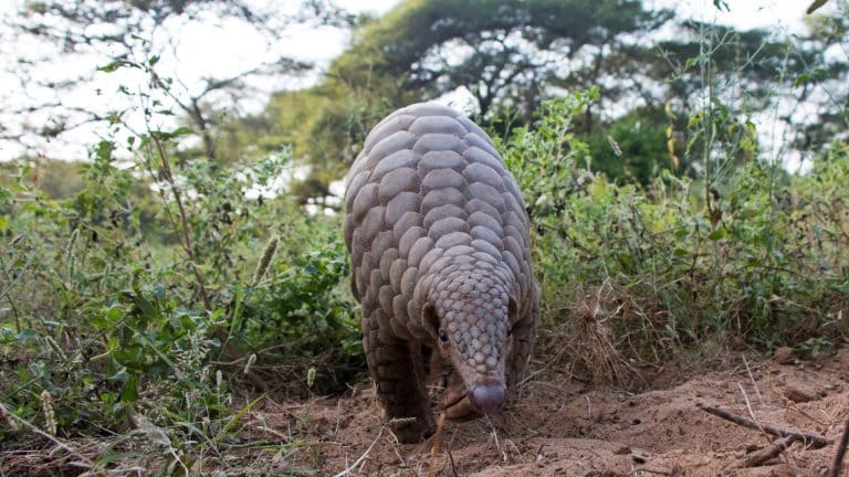 Le Coronavirus sauvera-t-il le pangolin ?