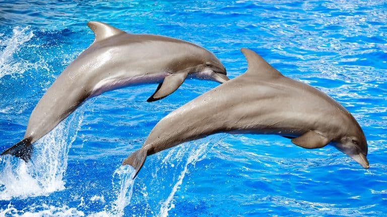 Le plus vieux dauphin de Marineland est mort