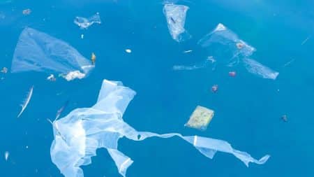 Les déchets plastiques représentent un réel danger pour les animaux Les déchets plastiques représentent un réel danger pour les animaux