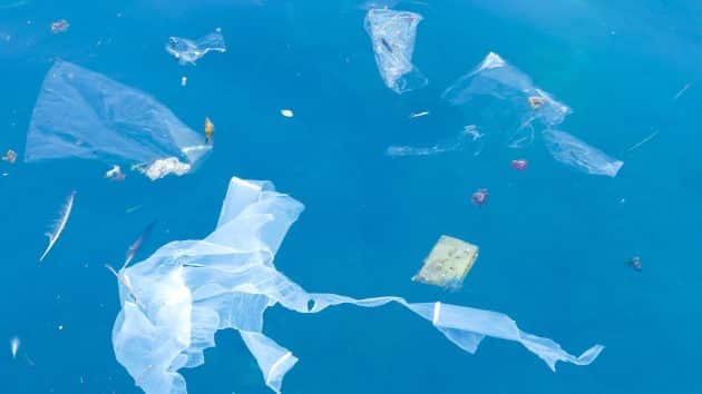 Les déchets plastiques représentent un réel danger pour les animaux Les déchets plastiques représentent un réel danger pour les animaux