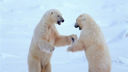 Les ours blancs se dévorent entre eux Les ours blancs se dévorent entre eux