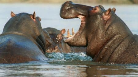 Les quatre hippopotames de Pablo Escobar perturbent l’écosystème colombien Les quatre hippopotames de Pablo Escobar perturbent l'écosystème colombien